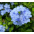 300藍花 