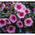 300粉花1 