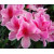 300粉花2 