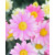 500太陽花 粉 