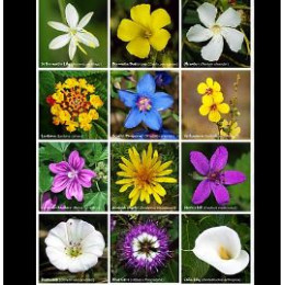 【植物 花~花海旅行～】 選項超過10個-單選範例測試(共13個)